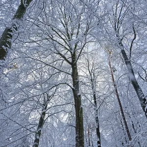 Snowy trees, treetops, forest, snow Snowy trees, treetops, forest, snow