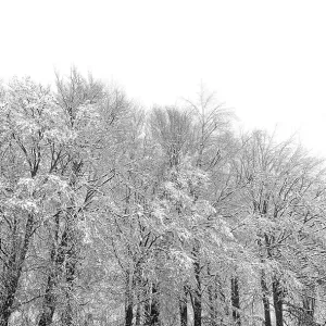 Snowy trees in winter forest kept in black and white Snowy trees in winter forest kept in black and white