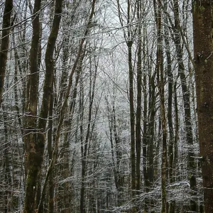 Snowy winter forest with tall, bare trees and a quiet path