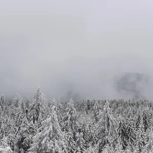 Forêt hivernale enneigée sous épais brouillard.