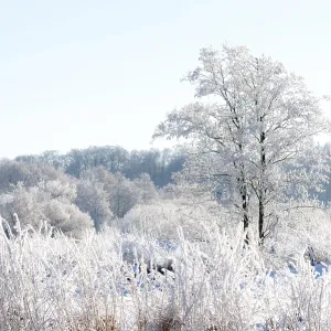 Snowy winter landscape with frost-covered trees