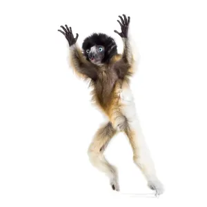 Soa, 4 months old, Crowned Sifaka Soa, 4 months old, Crowned Sifaka