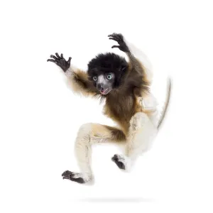 Soa, 4 months old, Crowned Sifaka Soa, 4 months old, Crowned Sifaka