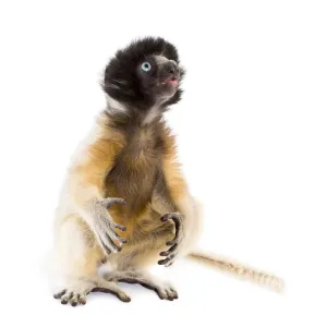 Soa, 4 months old, Crowned Sifaka sitting against white background Soa, 4 months old, Crowned Sifaka sitting against white background