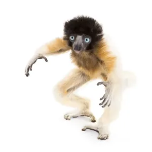 Soa, 4 months old, Crowned Sifaka standing against white background Soa, 4 months old, Crowned Sifaka standing against white background