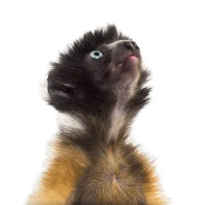Soa, 4 months old, Crowned Sifaka against white background Soa, 4 months old, Crowned Sifaka against white background