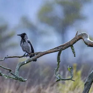 Soaking wet Northern European hooded crow (Corvus cornix cornix) Soaking wet Northern European hooded crow (Corvus cornix cornix)