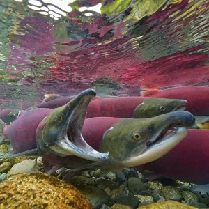 Sockeye Salmon, Redeye Salmon or Blueback Salmon (Oncorhynchus nerka) during spawning