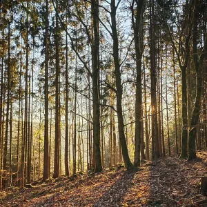 Soft sunlight falls through tall trees in autumn forest and creates long shadows Soft sunlight falls through tall trees in autumn forest and creates long shadows