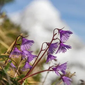 Soldanella alpina, Soldanelle, Wetterstein Mountains