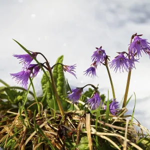 Soldanelle, true alpine bell (Soldanella alpina)