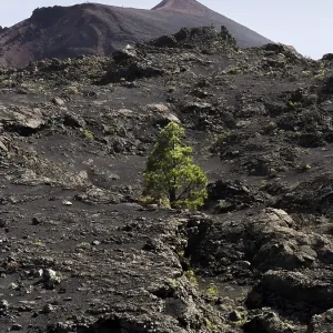 A sole Canary Island Pine (Pinus canariensis) growing in the volcanic landscape A sole Canary Island Pine (Pinus canariensis) growing in the volcanic landscape