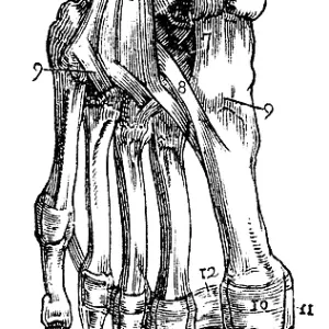 Sole of foot, bones, tendons, human body part