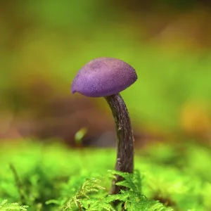 A solitary Amethyst Deceiver Laccaria amethysteo-occidentalis A solitary Amethyst Deceiver Laccaria amethysteo-occidentalis