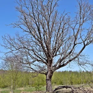Solitary bare oak tree in forest glade on sunny spring day