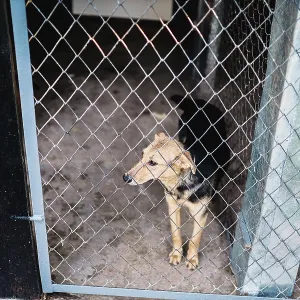 A solitary dog stands inside a kennel