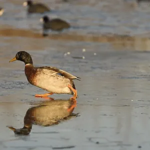 A solitary duck standing on ice reflecting its silhouette A solitary duck standing on ice reflecting its silhouette