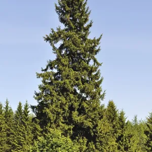 Solitary fir tree at forest edge, spring time