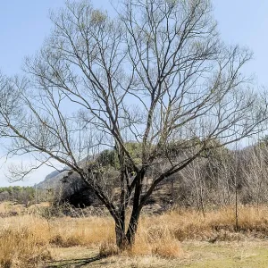 A solitary leafless tree stands tall amid a dry