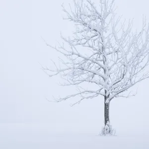 Un arbre solitaire recouvert de neige (Acer pseudoplatanus) dans un paysage d'hiver fort.