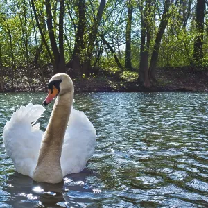 A solitary swan glides on a sunlit woodland pond