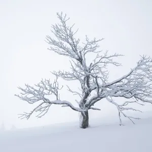 Un arbre solitaire (Acer pseudoplatanus) recouvert de neige se dresse dans un paysage hivernal désert.