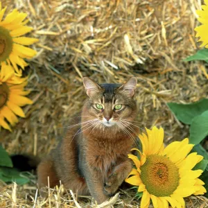 Somali cat, wild coloured, 5 years old