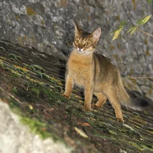 Somali domestic cat on the roof