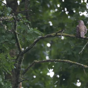 Song thrush (Turdus philomelos)