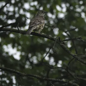 Song thrush (Turdus philomelos)