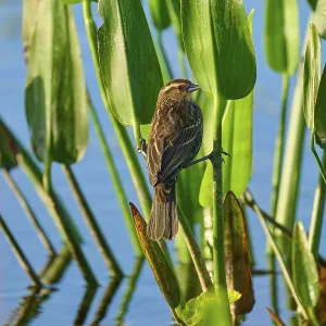 A songbird sits with legs crossed in green plants against a background of clear water A songbird sits with legs crossed in green plants against a background of clear water