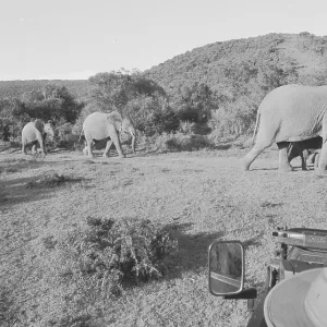 South Africa: Close up of an Elephant on a Safari at Shamwari Game Reserve South Africa: Close up of an Elephant on a Safari at Shamwari Game Reserve