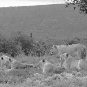South Africa: Lions Discovered at a Game Drive at Shamwari Game Reserve South Africa: Lions Discovered at a Game Drive at Shamwari Game Reserve
