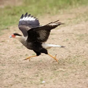 Southern Crested Caracara (Caracara plancus, formerly Polyborus plancus), adult running along the ground, Pantanal, Brazil, South America Southern Crested Caracara (Caracara plancus, formerly Polyborus plancus), adult running along the ground, Pantanal, Brazil, South America