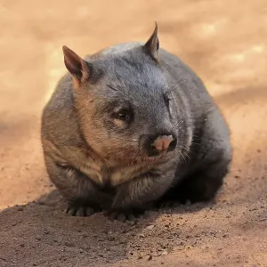 Southern hairy-nosed wombat (Lasiorhinus latifrons)
