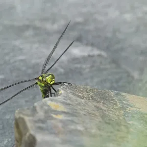 Southern Hawker (Aeshna cyanea)