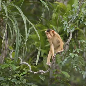 Southern Southern Pig-tailed Macaque Print