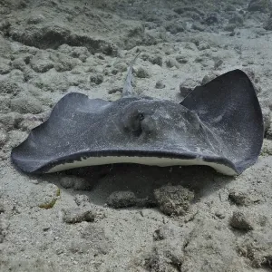 Southern Stingray (Hypanus americanus) resting on seabed with speckled pattern on dorsal surface