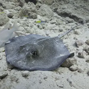 Southern Stingray (Hypanus americanus) on sandy seabed