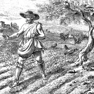 The Sower in the Field, Gospel of Matthew Print 1877 The Sower in the Field, Gospel of Matthew Print 1877
