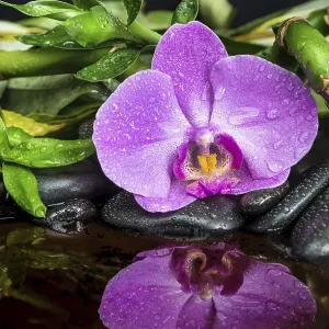 Spa concept with black basalt massage stones Spa concept with black basalt massage stones