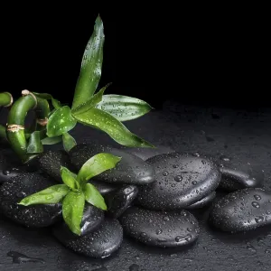 Spa concept with black basalt massage stones and green bamboo sprout covered with water drops on a black background Spa concept with black basalt massage stones and green bamboo sprout covered with water drops on a black background