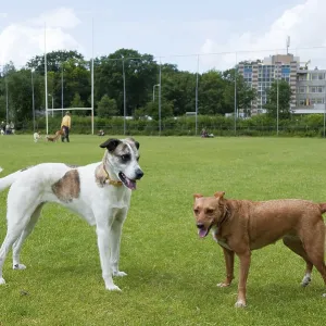 Two Spanish dogs Two Spanish dogs