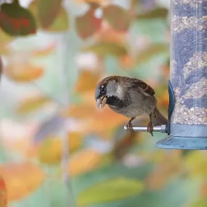 Sparrow eating seeds from a feeder Sparrow eating seeds from a feeder