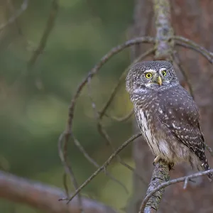 Sparrow owl (Glaucicium passerinum) sitting on a branch Sparrow owl (Glaucicium passerinum) sitting on a branch