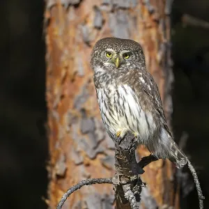 Sparrow owl (Glaucicium passerinum) sitting on a branch Sparrow owl (Glaucicium passerinum) sitting on a branch