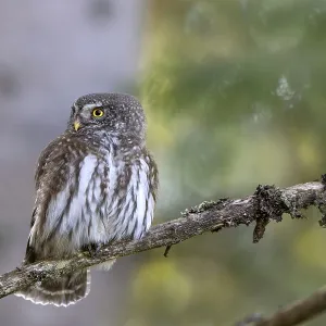 Sparrow owl (Glaucicium passerinum) sitting on a branch Sparrow owl (Glaucicium passerinum) sitting on a branch