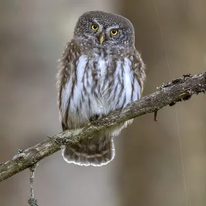 Sparrow owl (Glaucicium passerinum) sitting on a branch Sparrow owl (Glaucicium passerinum) sitting on a branch