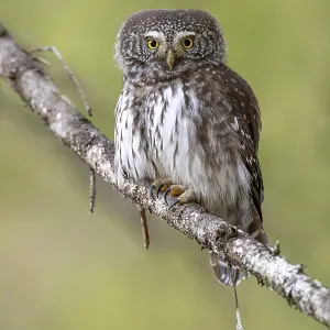 Sparrow owl (Glaucicium passerinum) sitting on a branch Sparrow owl (Glaucicium passerinum) sitting on a branch