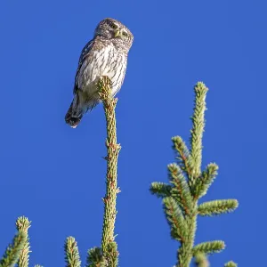 Sparrow owl (Glaucicium passerinum) sitting on the tip of a spruce tree Sparrow owl (Glaucicium passerinum) sitting on the tip of a spruce tree